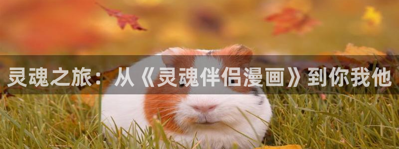 喵趣漫画jx：灵魂之旅：从《灵魂伴侣漫画》到你我他